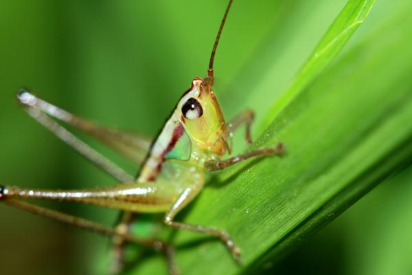 Cricket