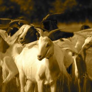 Kiko goats in Yazoo City, Miss. Photo by Cathleen Falsani. 