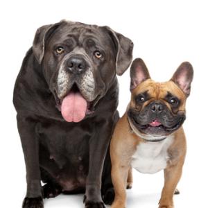 Cane Corso and French Bulldog