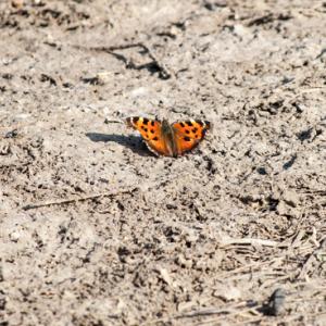 A butterfly settles on the dust. Image courtesy Romas_Photo/shutterstock.com.