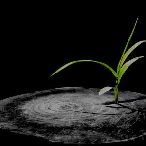 treegrowing treegrowing