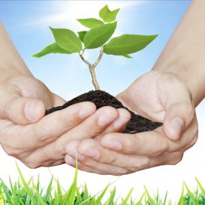 Creation care, violetkaipa / Shutterstock.com