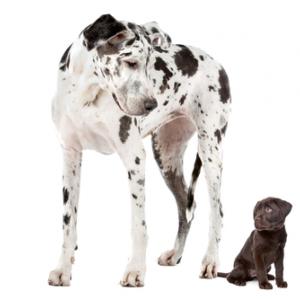 Great dane and labrador puppy, Erik Lam / Shutterstock.com