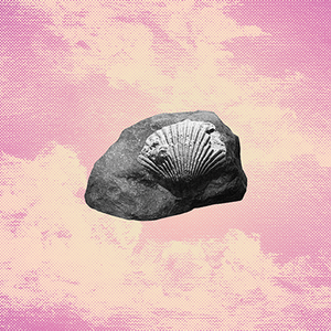 fossilized seashell against a pink cloudy background