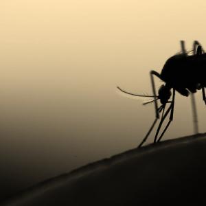 mycteria / Shutterstock mycteria / Shutterstock