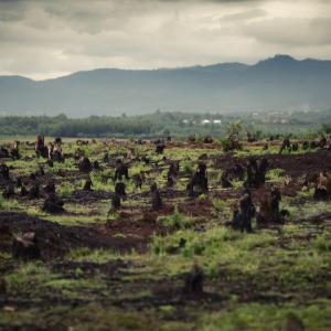 Deforestaion Deforestaion