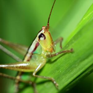 Cricket Cricket