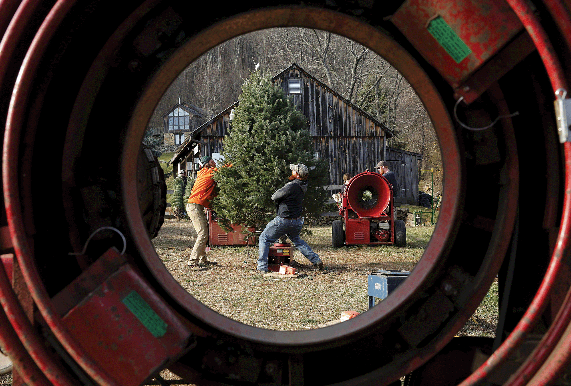 The photo, taken through the middle Christmas tree bailer, shows two men lifting up a Christmas tree