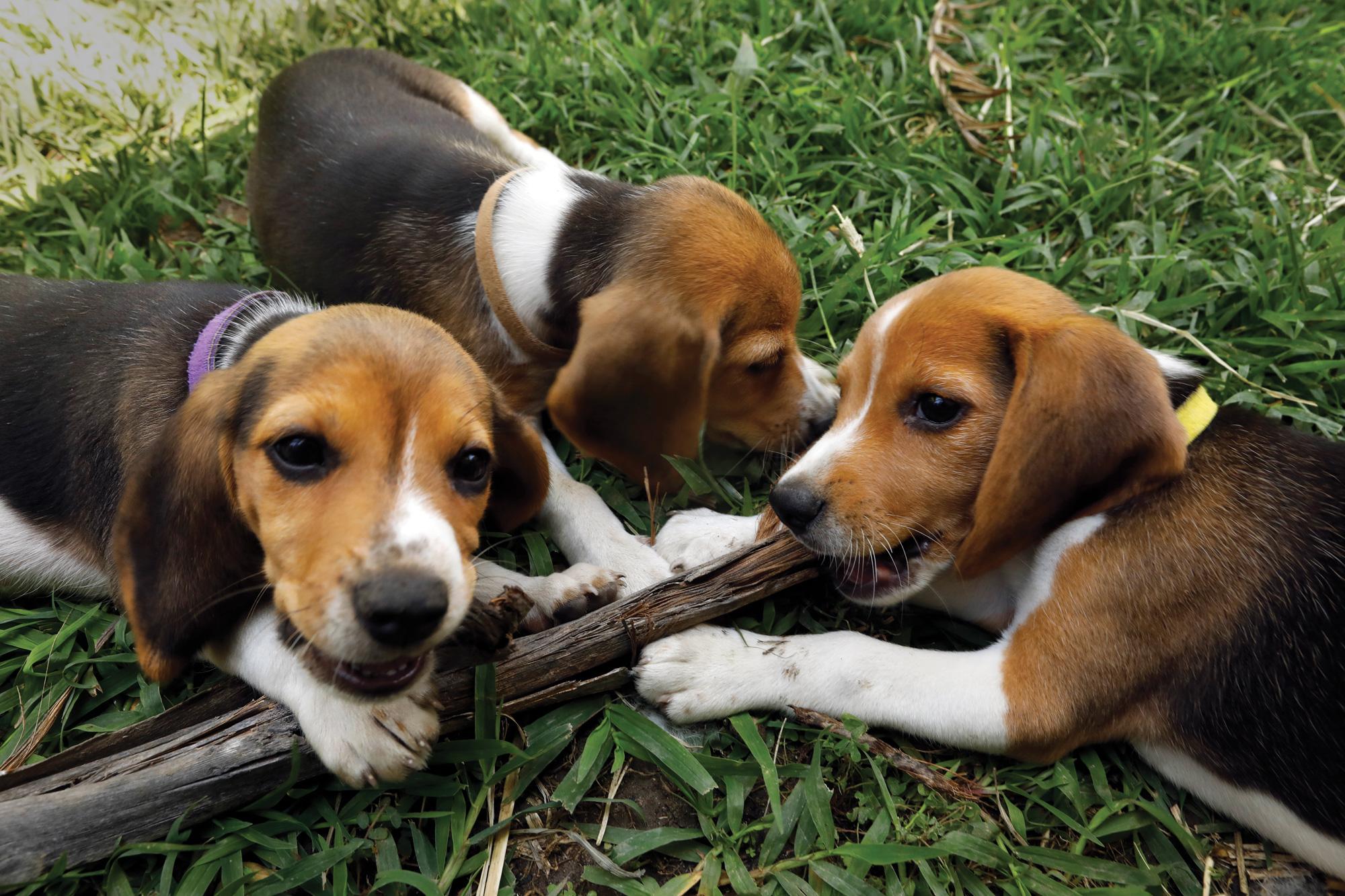 Carolyn Cole / Getty Images A picture of (adorable) beagle puppies pouncing and nibbling on a stick in thick grass.