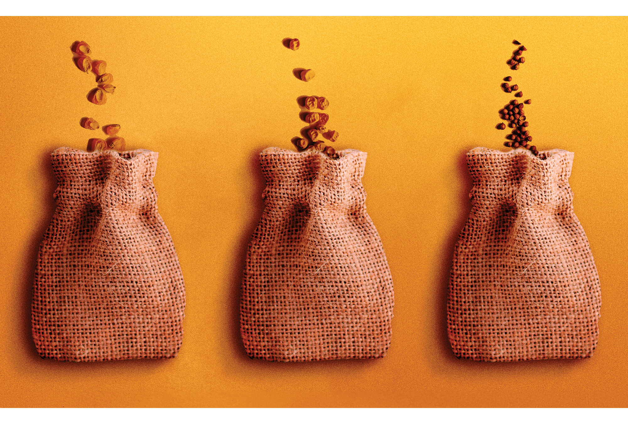 Different types of seeds spill out of three burlap bags