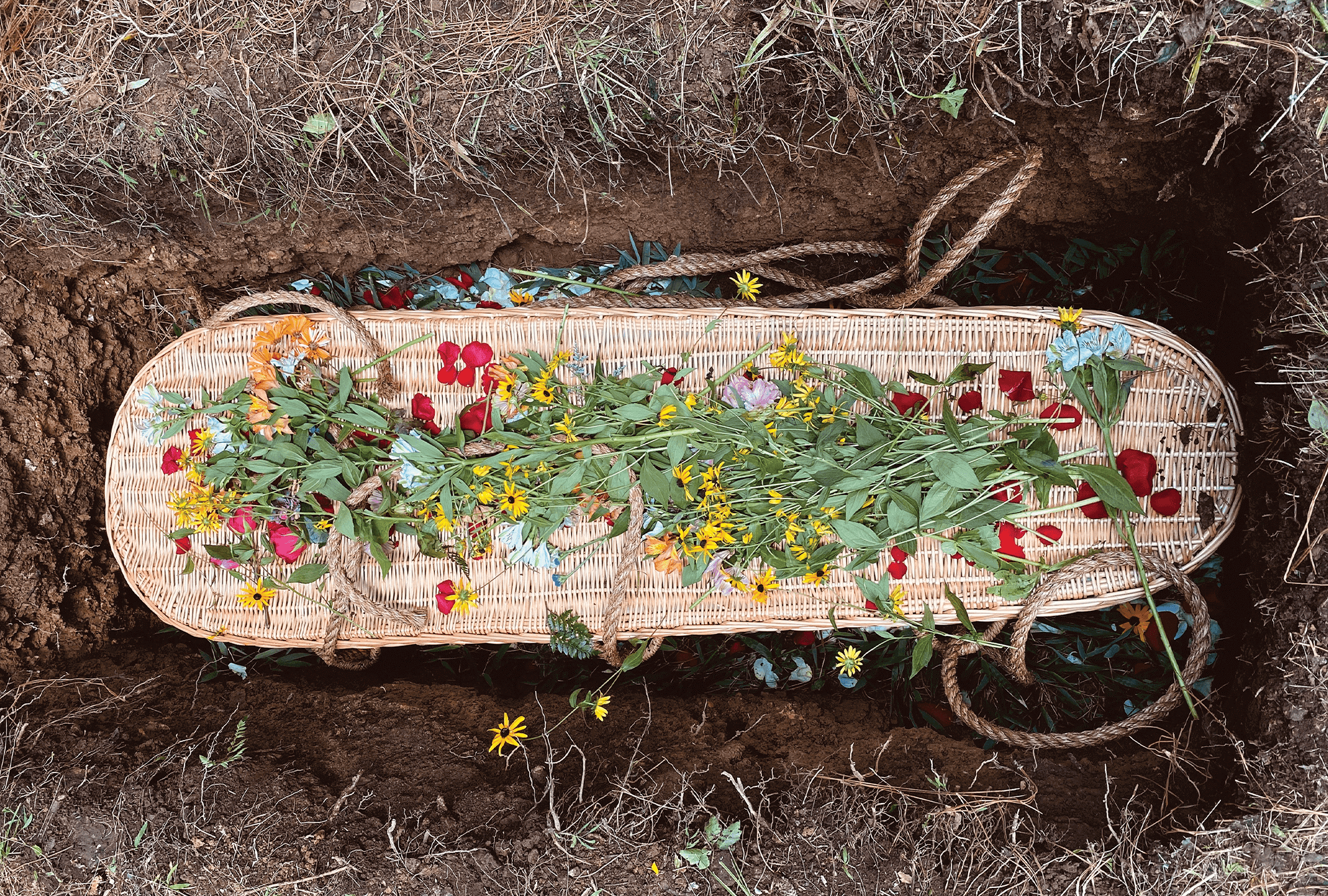 Brightly colored flowers lay on top of a willow casket in a freshly dug grave