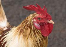 Rooster. Image via http://www.wylio.com/credits/Flickr/206241731