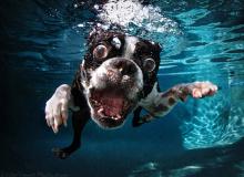 Dogs underwater is now a book! Photo: Seth Casteel Photo: Seth Casteel