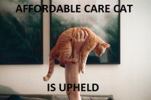 'Affordable Care Cat is Upheld' via the new blog affordablecarecat.com 'Affordable Care Cat is Upheld' via the new blog affordablecarecat.com