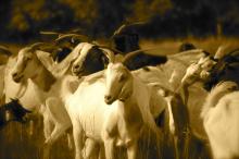 Kiko goats in Yazoo City, Miss. Photo by Cathleen Falsani. 