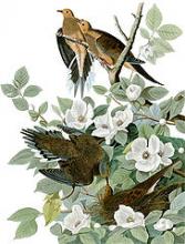 Zenaida Macroura (Mourning Dove) painting by John J. Audubon. Public domain image. Zenaida Macroura (Mourning Dove) painting by John J. Audubon. Public domain imag