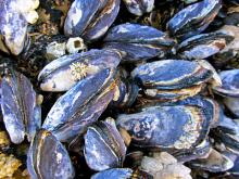 Mussels. Photo by Sarah Vanderveen. Mussels. Photo by Sarah Vanderveen.