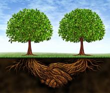Deep connected roots. Image courtesy Lightspring/shutterstock.com