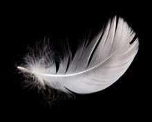 An isolated white feather. Image courtesy EMprize/shutterstock.com. An isolated white feather. Image courtesy EMprize/shutterstock.com.