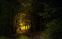 Rudolf Vlcek/Shutterstock