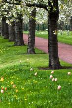 Avenue of blossoming trees. Axel Lauer/Shutterstock. Axel Lauer/Shutterstock.