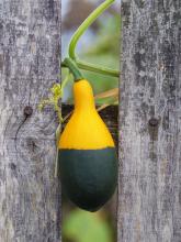A squash caught in a fence. Image courtesy Mr. Green/shutterstock.com.