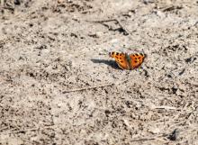 A butterfly settles on the dust. Image courtesy Romas_Photo/shutterstock.com. A butterfly settles on the dust. Image courtesy Romas_Photo/shutterstock.com.