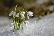 Snowdrops peek through the snow. Image courtesy ArtOfLightPro/shutterstock.com Snowdrops peek through the snow. Image courtesy ArtOfLightPro/shutterstock.com