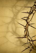 Crown of thorns. Image via Ricardo Reitmeyer/shutterstock.com Crown of thorns. Image via Ricardo Reitmeyer/shutterstock.com