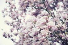 Blooming magnolia tree, Gyuszko-Photo / Shutterstock.com Blooming magnolia tree, Gyuszko-Photo / Shutterstock.com