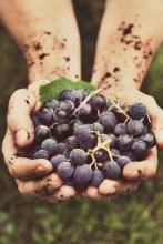"God might be there, out among the vines." Photo via mythja/Shutterstock.