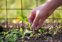 Removing weeds by hand in a garden. Image courtesy gabriel12/shutterstock.com Removing weeds by hand in a garden. Image courtesy gabriel12/shutterstock.com