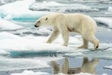 A polar bear walks along ice floes in the Arctic Ocean. Photo courtesy of FloridaStock/shutterstock.com A polar bear walks along ice floes in the Arctic Ocean. Photo courtesy of Florid
