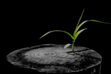 treegrowing treegrowing