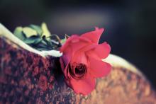 A rose on a stone. Image courtesy wrangler/shutterstock.com