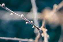 Iced-over buds, bbernard / Shutterstock.com Iced-over buds, bbernard / Shutterstock.com