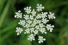 Queen Anne's Lace image by Kevin H Knuth /Shutterstock. Queen Anne's Lace image by Kevin H Knuth /Shutterstock.