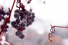 Grapes frozen on the vine, jecka / Shutterstock.com Grapes frozen on the vine, jecka / Shutterstock.com