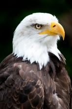 Bald eagle via shutterstock.com