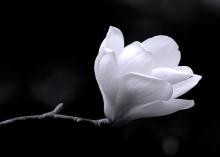 Black and white magnolia, Gregory Johnston / Shutterstock.com Black and white magnolia, Gregory Johnston / Shutterstock.com