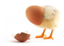 Chick breaking out of a shell, S-F / Shutterstock.com