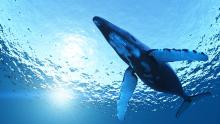Blue whale's can have hearts as big as Volkswagen Beetles. TsuneoMP / Shutterstock TsuneoMP / Shutterstock