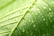 Leaf detail, alexskopje / Shutterstock.com Leaf detail, alexskopje / Shutterstock.com