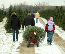 Photo: Family lugging their freshly cut tree, © Lori Sparkia/ Shutterstock.com Photo: Family lugging their freshly cut tree, © Lori Sparkia/ Shutterstock.com