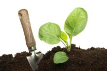 Cabbage plant, Richard Griffin / Shutterstock.com