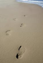 Footsteps in the sand, hpbdesign / Shutterstock.com