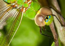 Close up look at the common dragonfly.