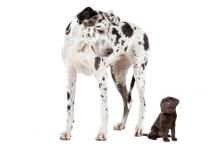 Great dane and labrador puppy, Erik Lam / Shutterstock.com Great dane and labrador puppy, Erik Lam / Shutterstock.com