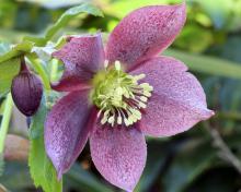 (Lenten Rose photo by Lynn Whitt/Shutterstock.) (Lenten Rose photo by Lynn Whitt/Shutterstock.)