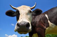 Cow image by smereka /Shutterstock.com